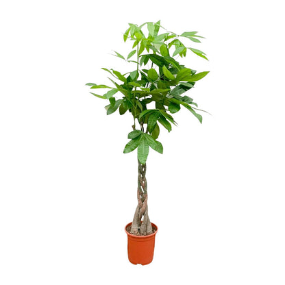 Pachira Aquatica - 150 cm - Forest Plants