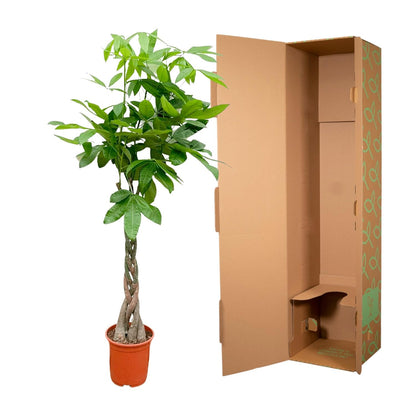 Pachira Aquatica - 150 cm - Forest Plants