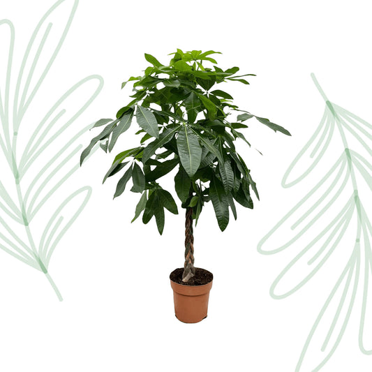 Pachira Aquatica - 170 cm - Forest Plants