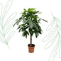 Pachira Aquatica - 170 cm - Forest Plants