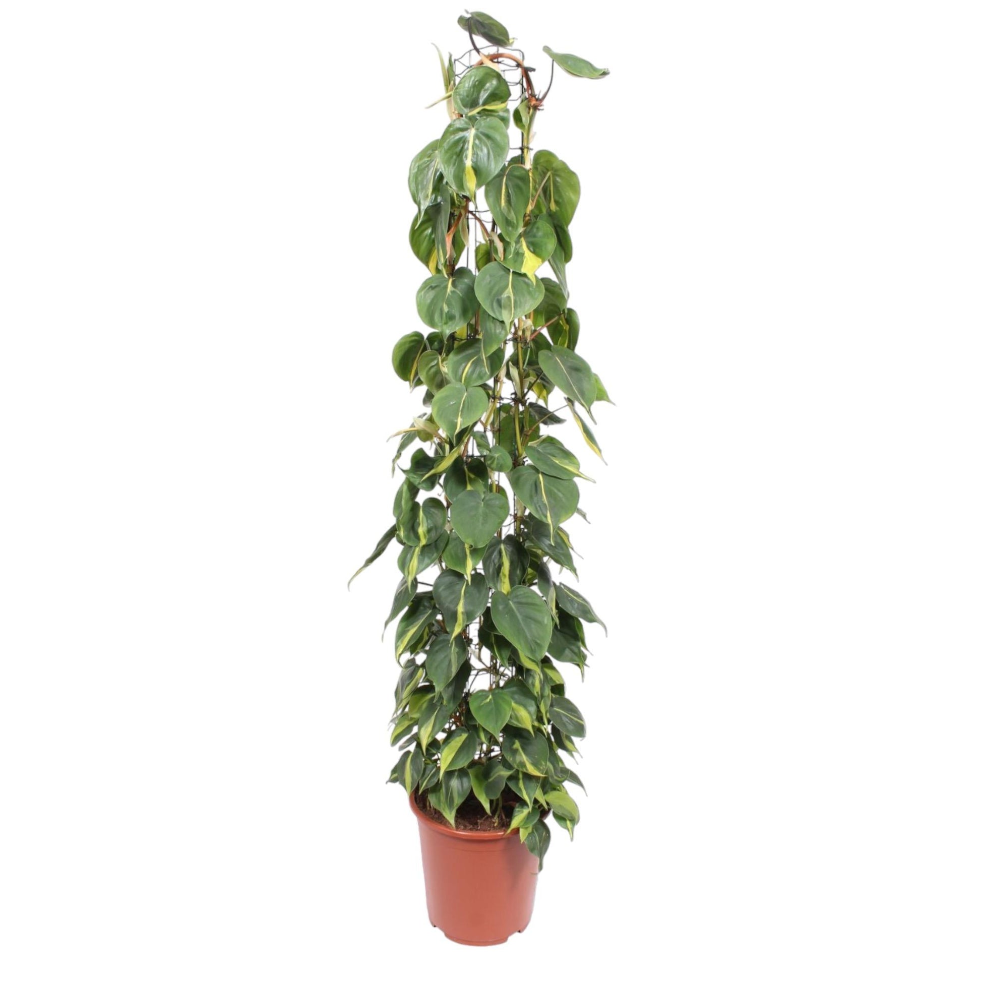 Philodendron Scandens Brasil gaasrek - 160 cm - Forest Plants