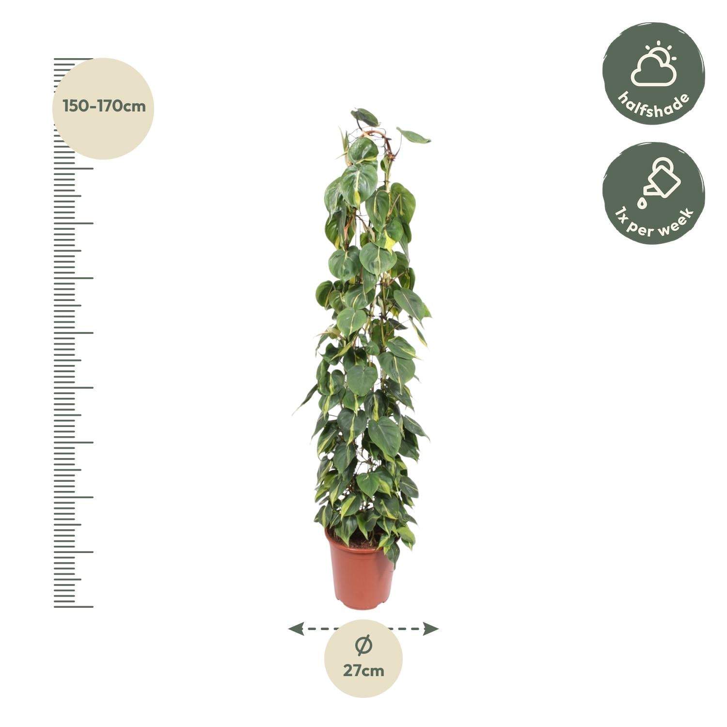 Philodendron Scandens Brasil gaasrek - 160 cm - Forest Plants