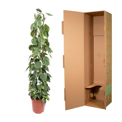 Philodendron Scandens Brasil gaasrek - 160 cm - Forest Plants