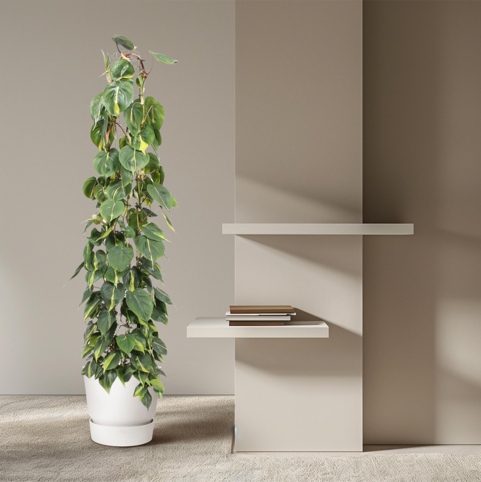 Philodendron Scandens Brasil gaasrek - 160 cm - Forest Plants