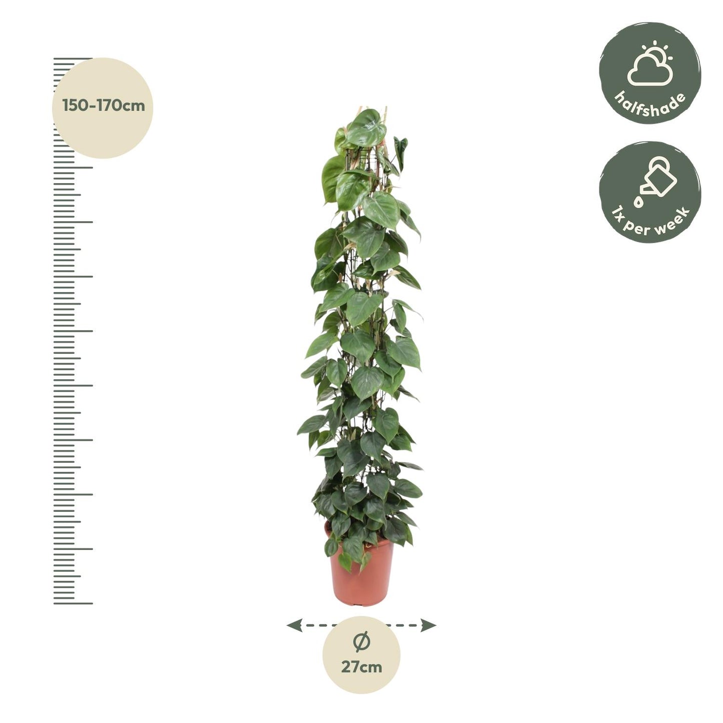 Philodendron Scandens gaasrek - 160 cm - Forest Plants