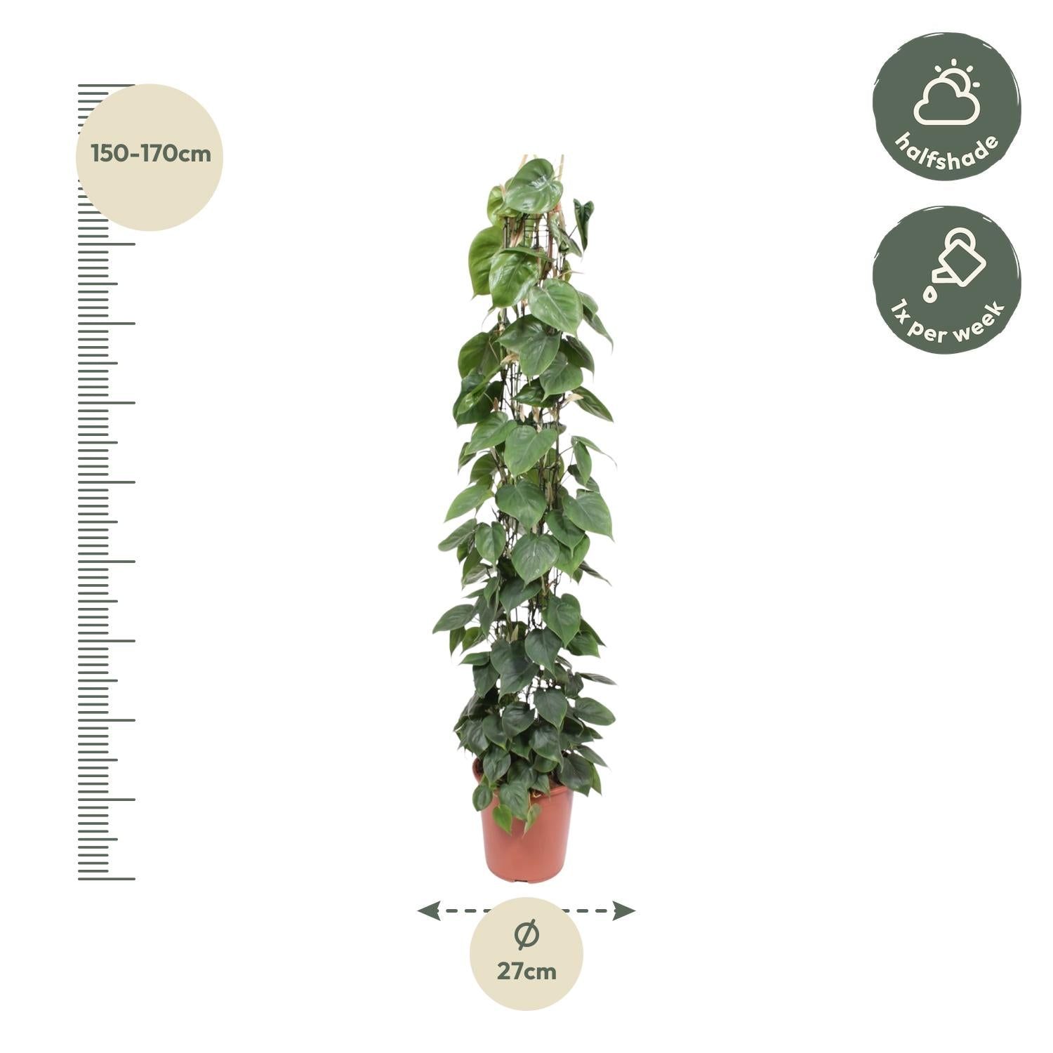 Philodendron Scandens gaasrek - 160 cm - Forest Plants