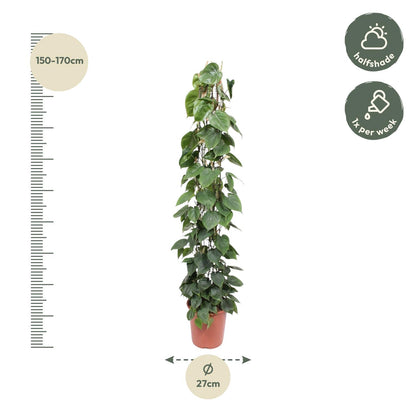 Philodendron Scandens gaasrek - 160 cm - Forest Plants