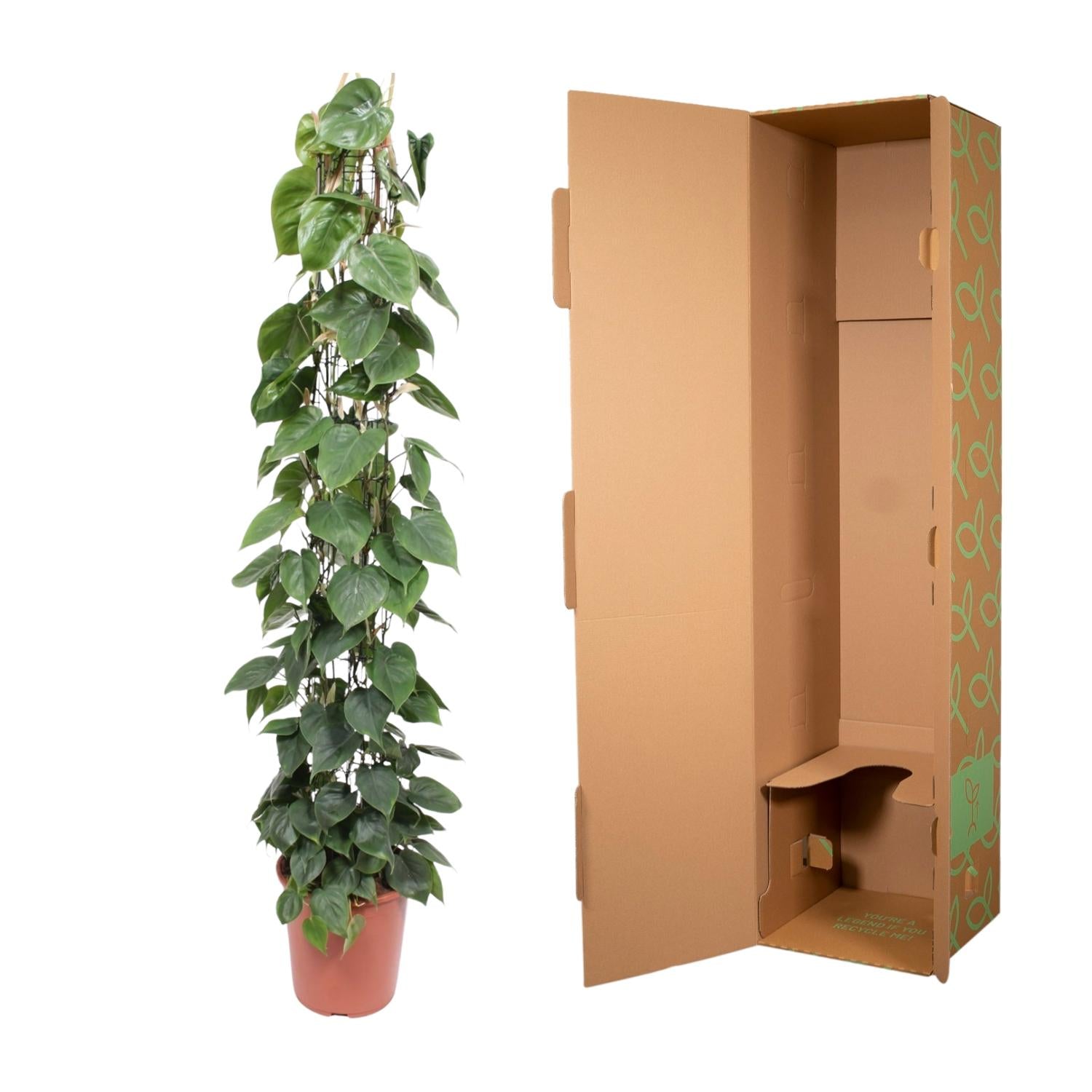 Philodendron Scandens gaasrek - 160 cm - Forest Plants