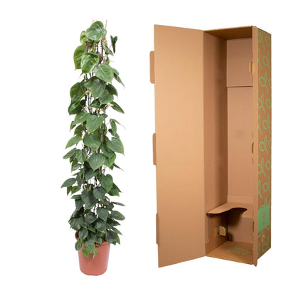 Philodendron Scandens gaasrek - 160 cm - Forest Plants