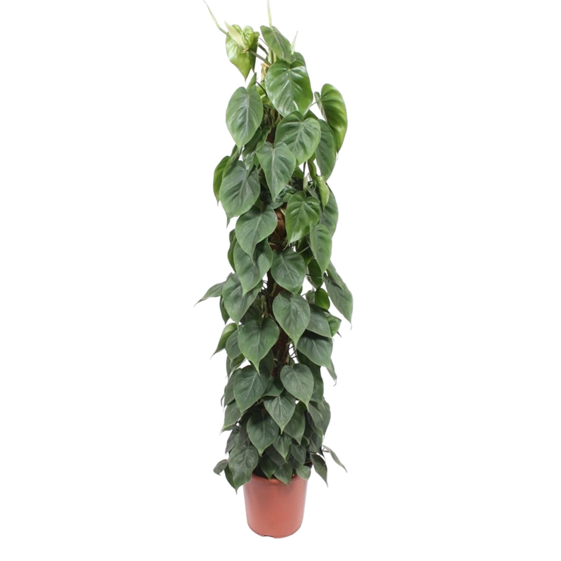 Philodendron Scandens mosstok - 150 cm - Forest Plants