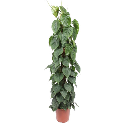 Philodendron Scandens mosstok - 150 cm - Forest Plants