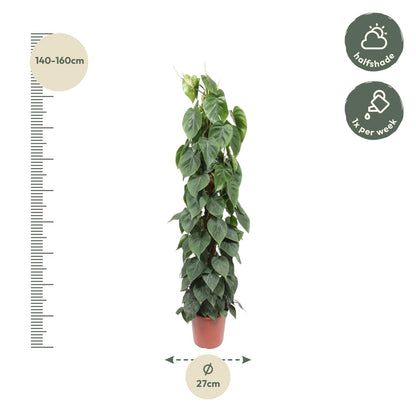 Philodendron Scandens mosstok - 150 cm - Forest Plants