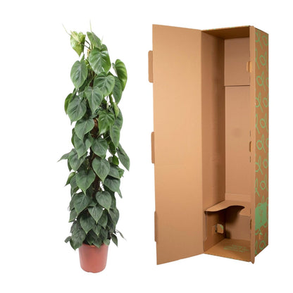 Philodendron Scandens mosstok - 150 cm - Forest Plants