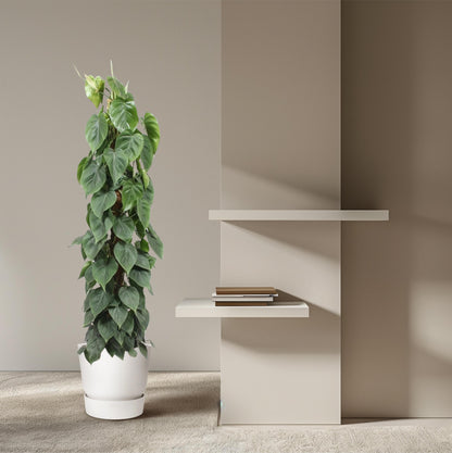 Philodendron Scandens mosstok - 150 cm - Forest Plants