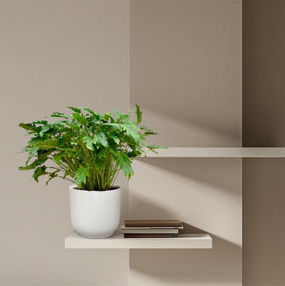 Philodendron Xanadu - 80 cm