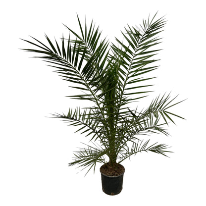 Phoenix Canariensis - 160 cm