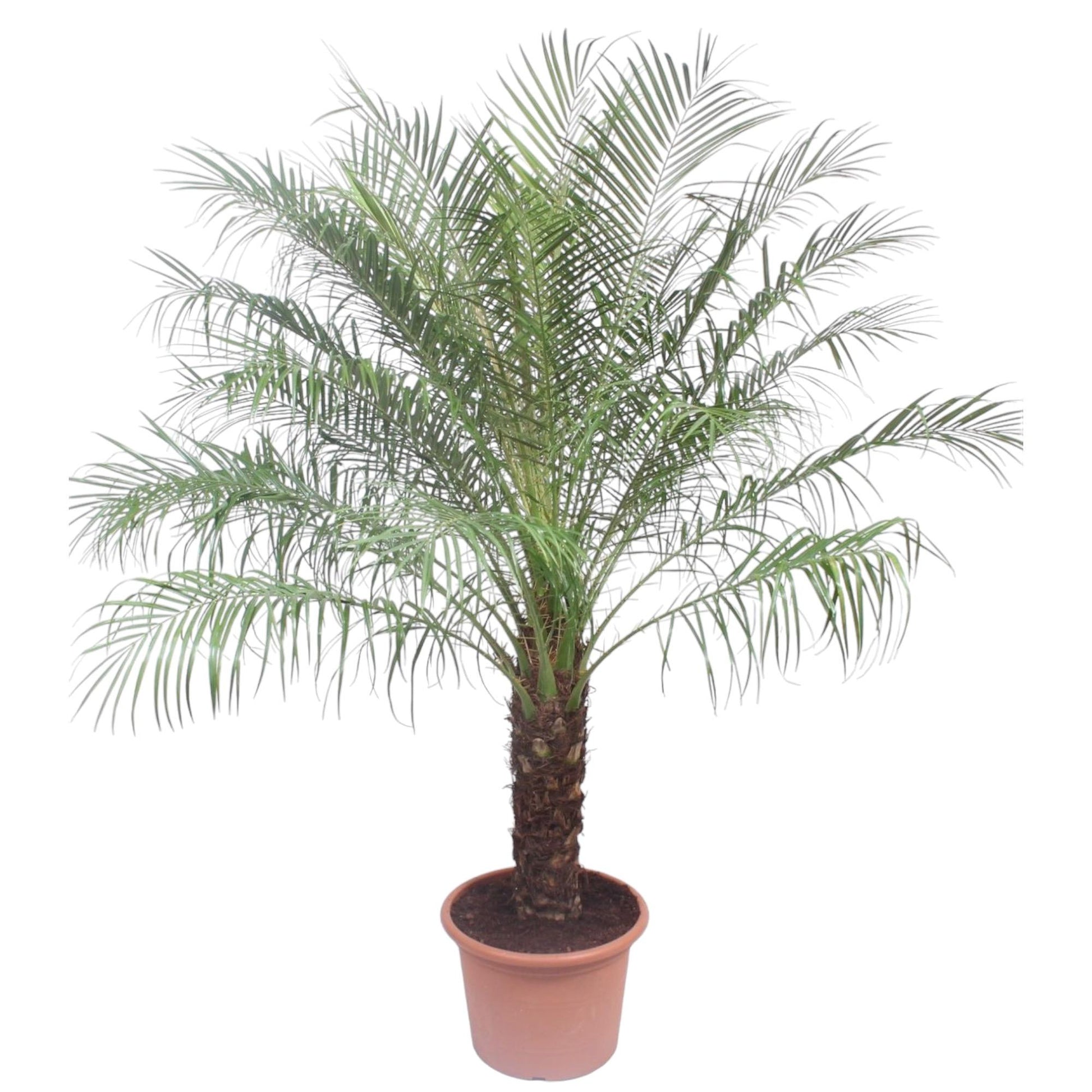 Phoenix Roebelenii - 200 cm - Forest Plants