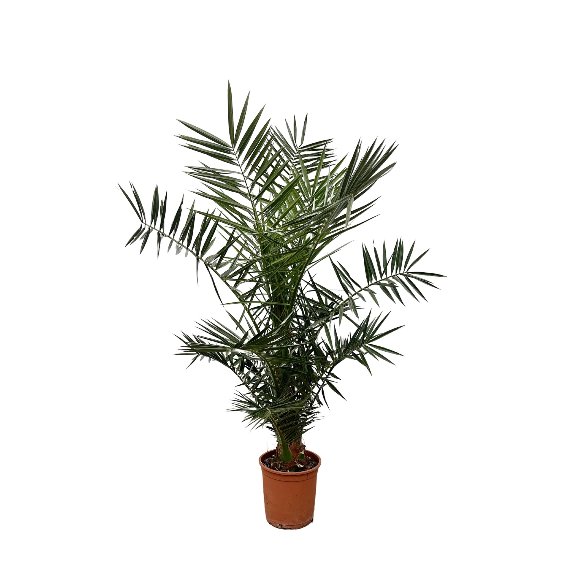 Phoenix Canariensis - 120 cm - Forest Plants