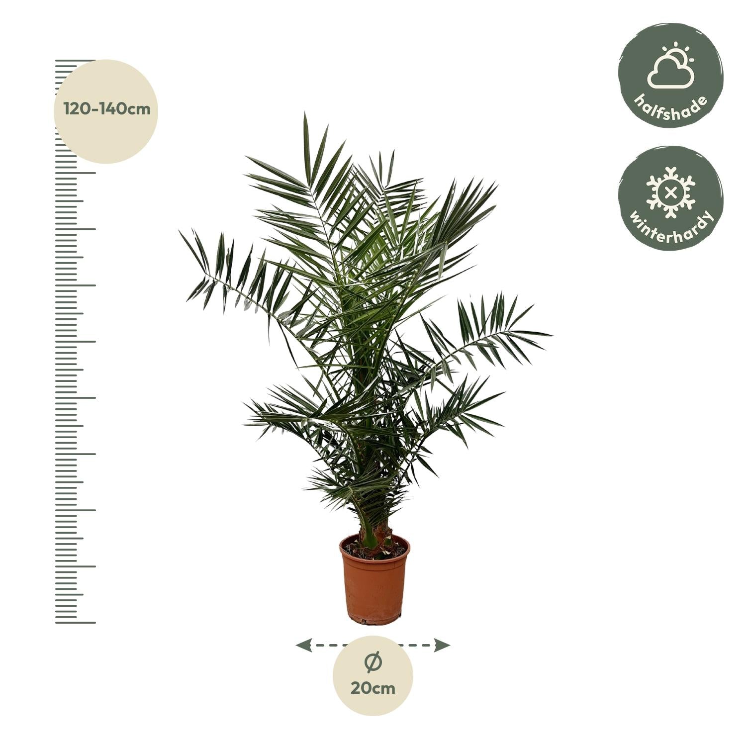 Phoenix Canariensis - 120 cm - Forest Plants