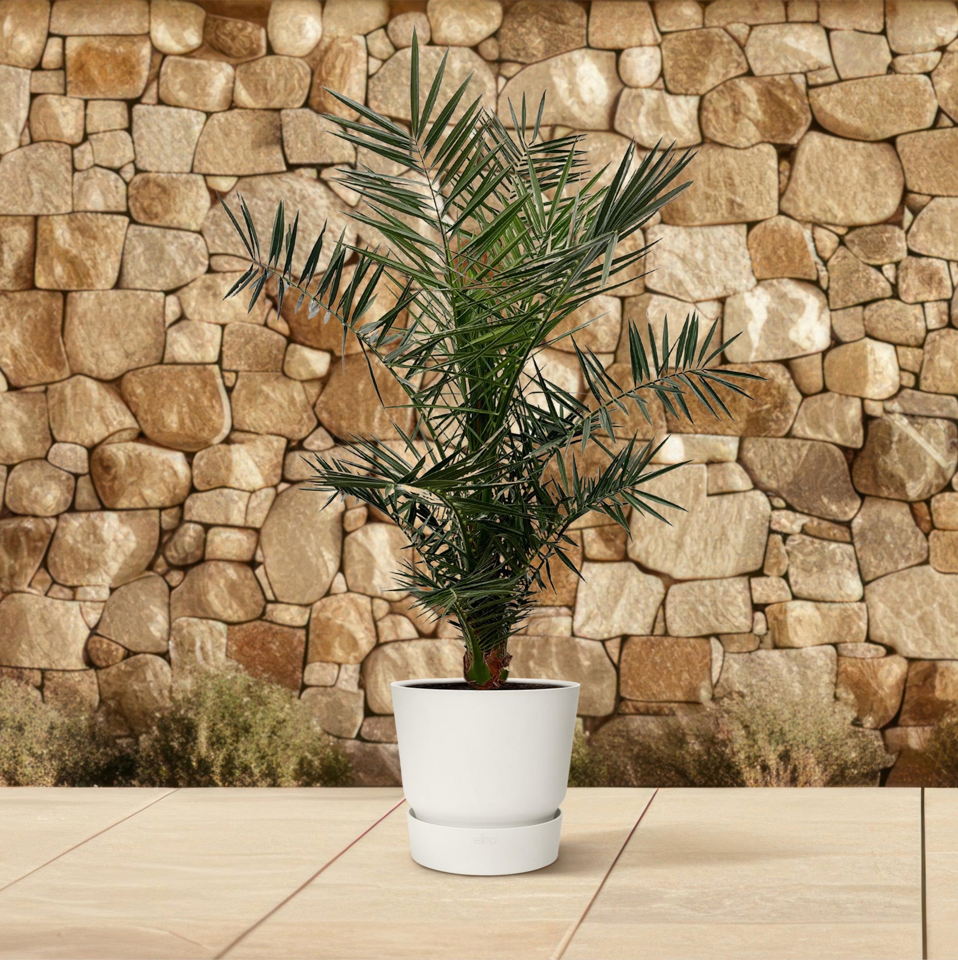 Phoenix Canariensis - 120 cm - Forest Plants