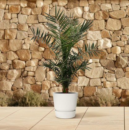 Phoenix Canariensis - 120 cm - Forest Plants
