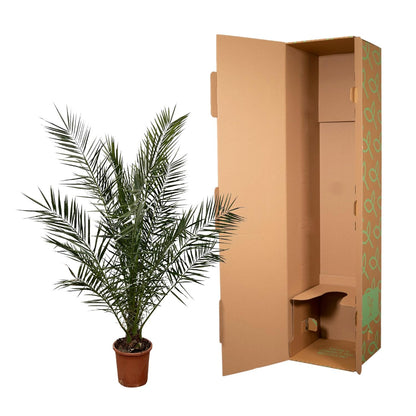 Phoenix Canariensis - 180 cm