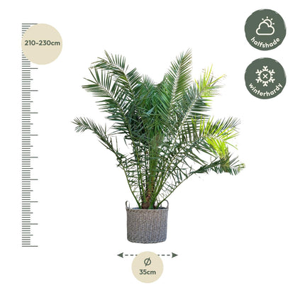 Phoenix Canariensis - 300 cm - Forest Plants