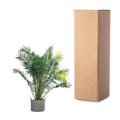 Phoenix Canariensis - 300 cm - Forest Plants
