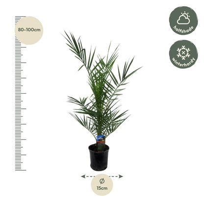 Phoenix Canariensis - 80 cm