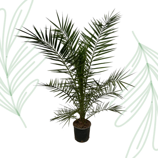 Phoenix Canariensis - 160 cm