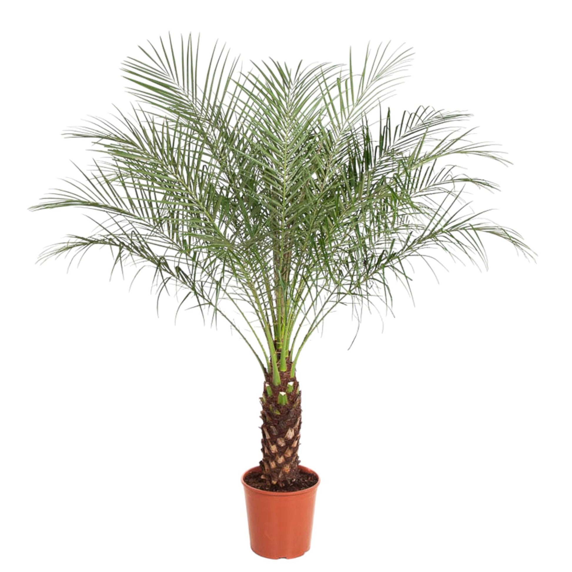 Phoenix Roebelenii - 160 cm - Forest Plants