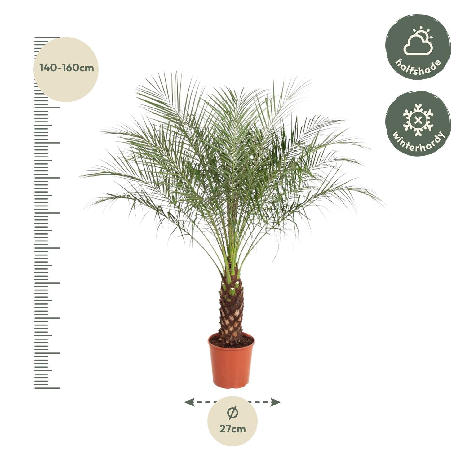 Phoenix Roebelenii - 160 cm - Forest Plants