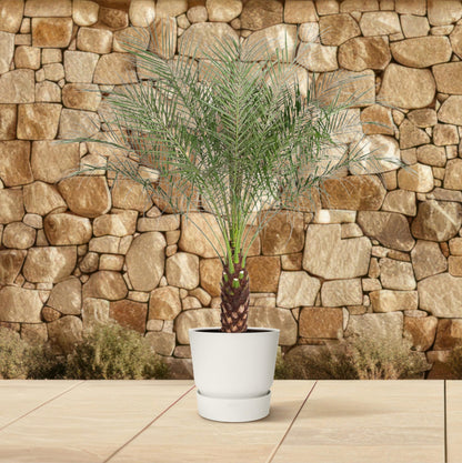 Phoenix Roebelenii - 160 cm - Forest Plants