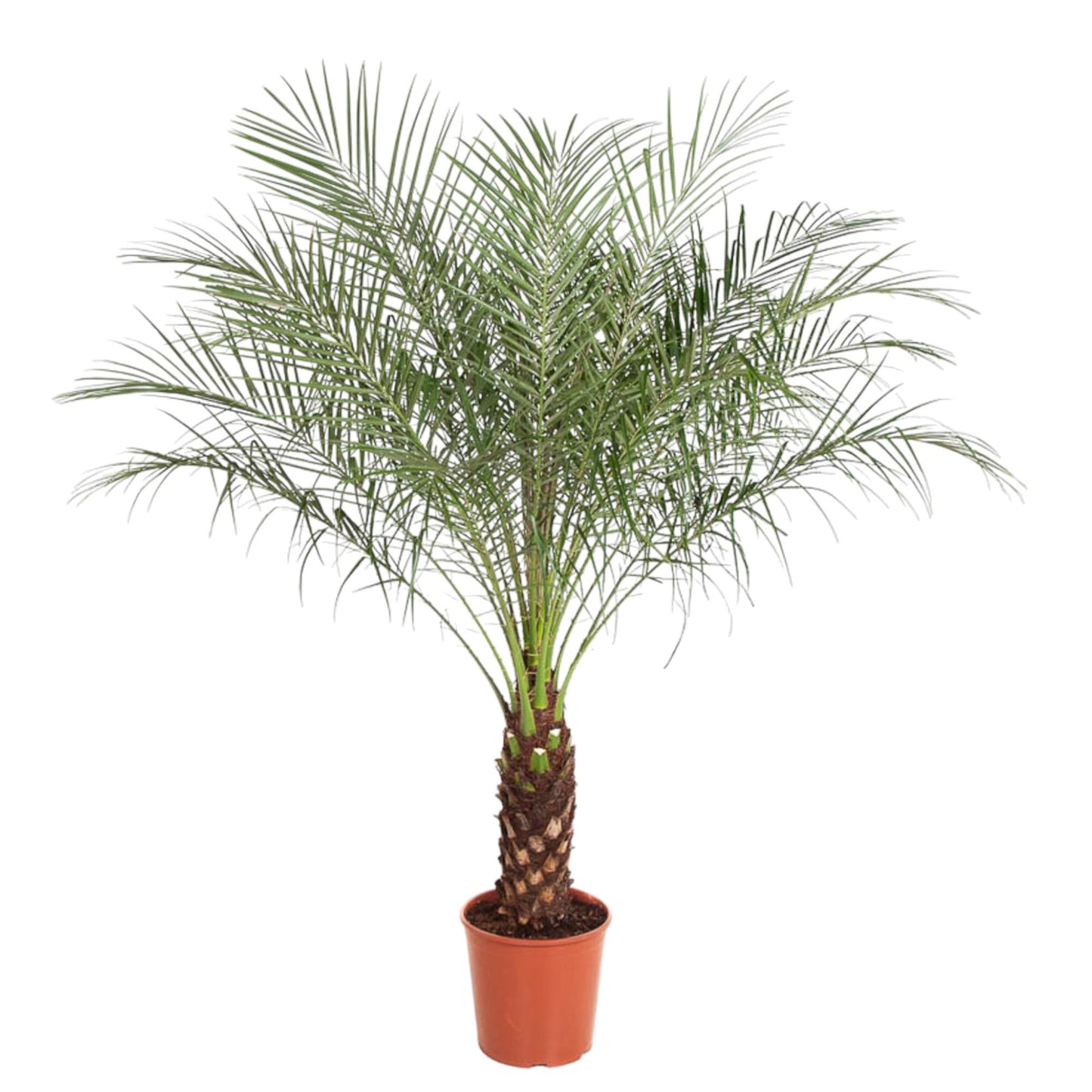 Phoenix Roebelenii - 190 cm - Forest Plants