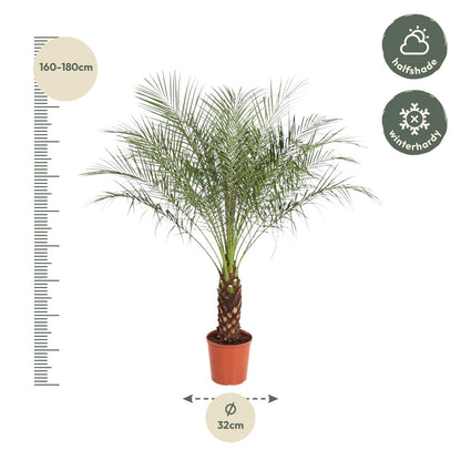 Phoenix Roebelenii - 190 cm - Forest Plants