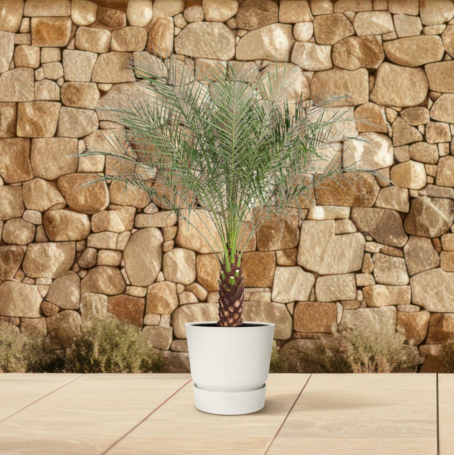 Phoenix Roebelenii - 190 cm - Forest Plants