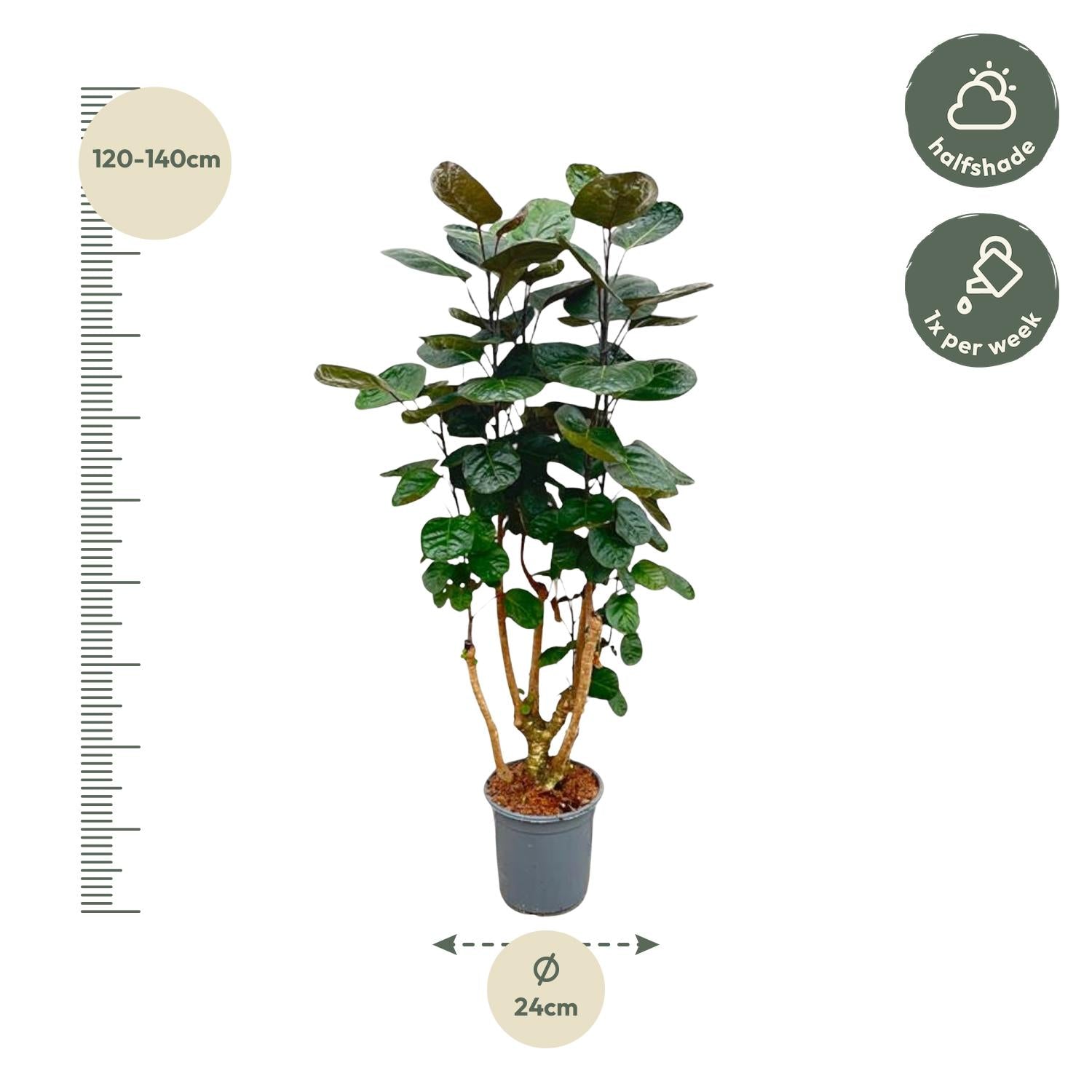 Polyscias Fabian - 130 cm - Forest Plants