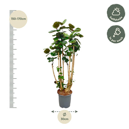 Polyscias Fabian XXL - 160 cm