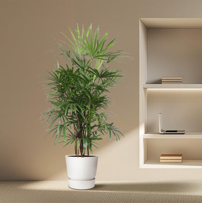Rhapis Excelsa - 190 cm - Forest Plants