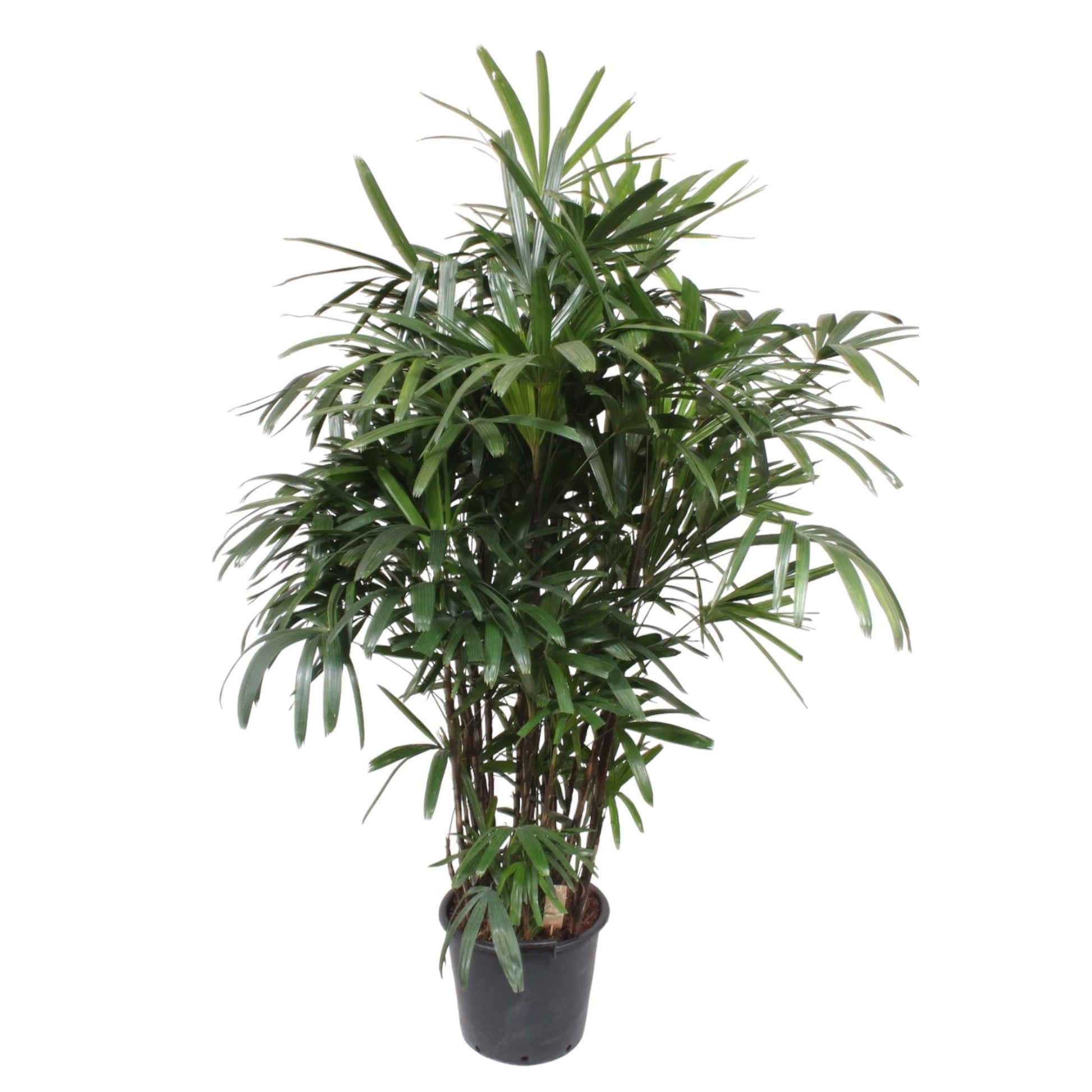 Rhapis Excelsa - 220-240 cm - Forest Plants