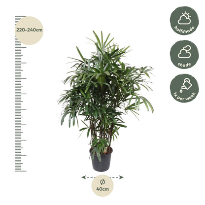 Rhapis Excelsa - 220-240 cm - Forest Plants