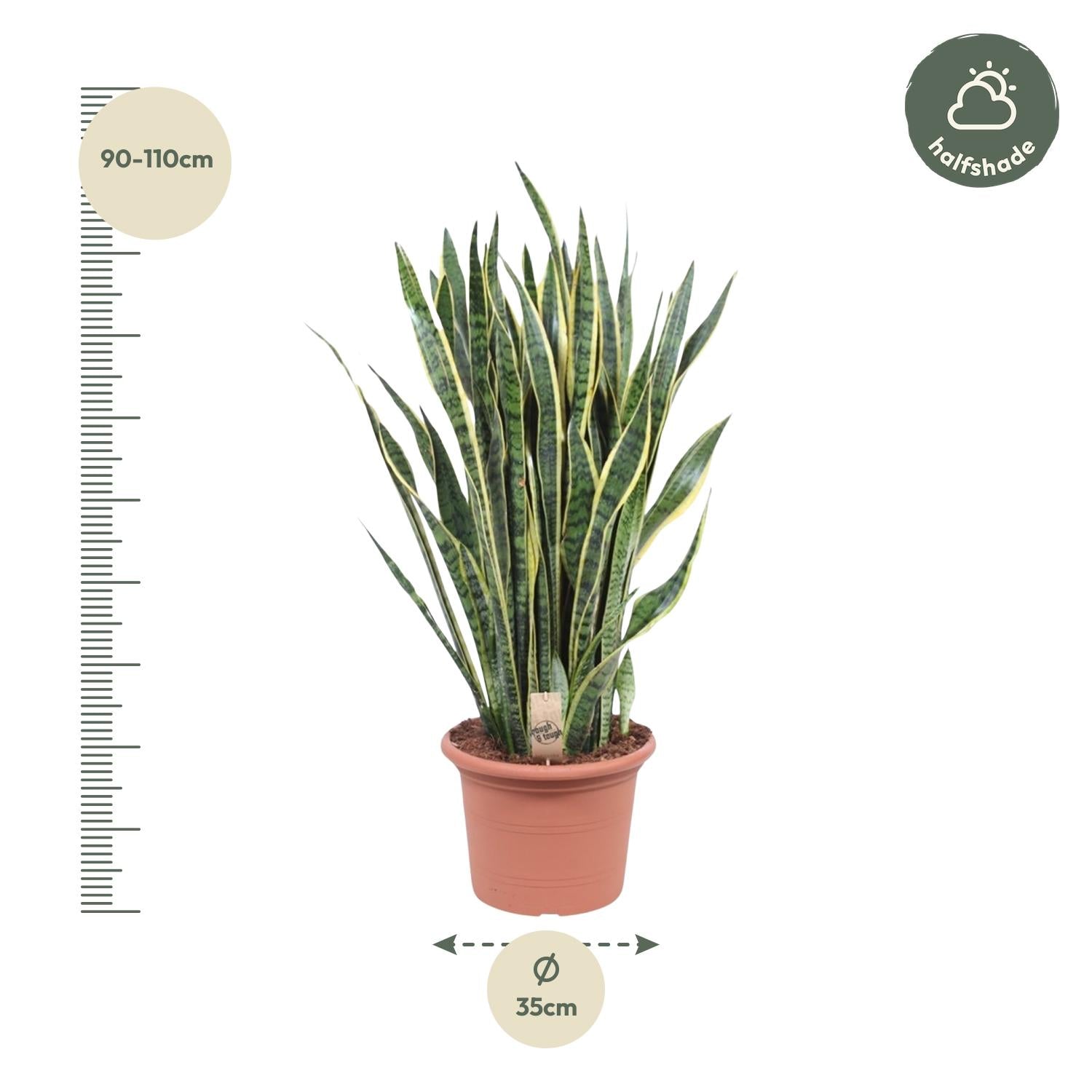 Sansevieria Laurentii - 100 cm - Forest Plants