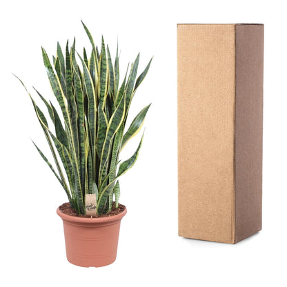 Sansevieria Laurentii - 100 cm - Forest Plants