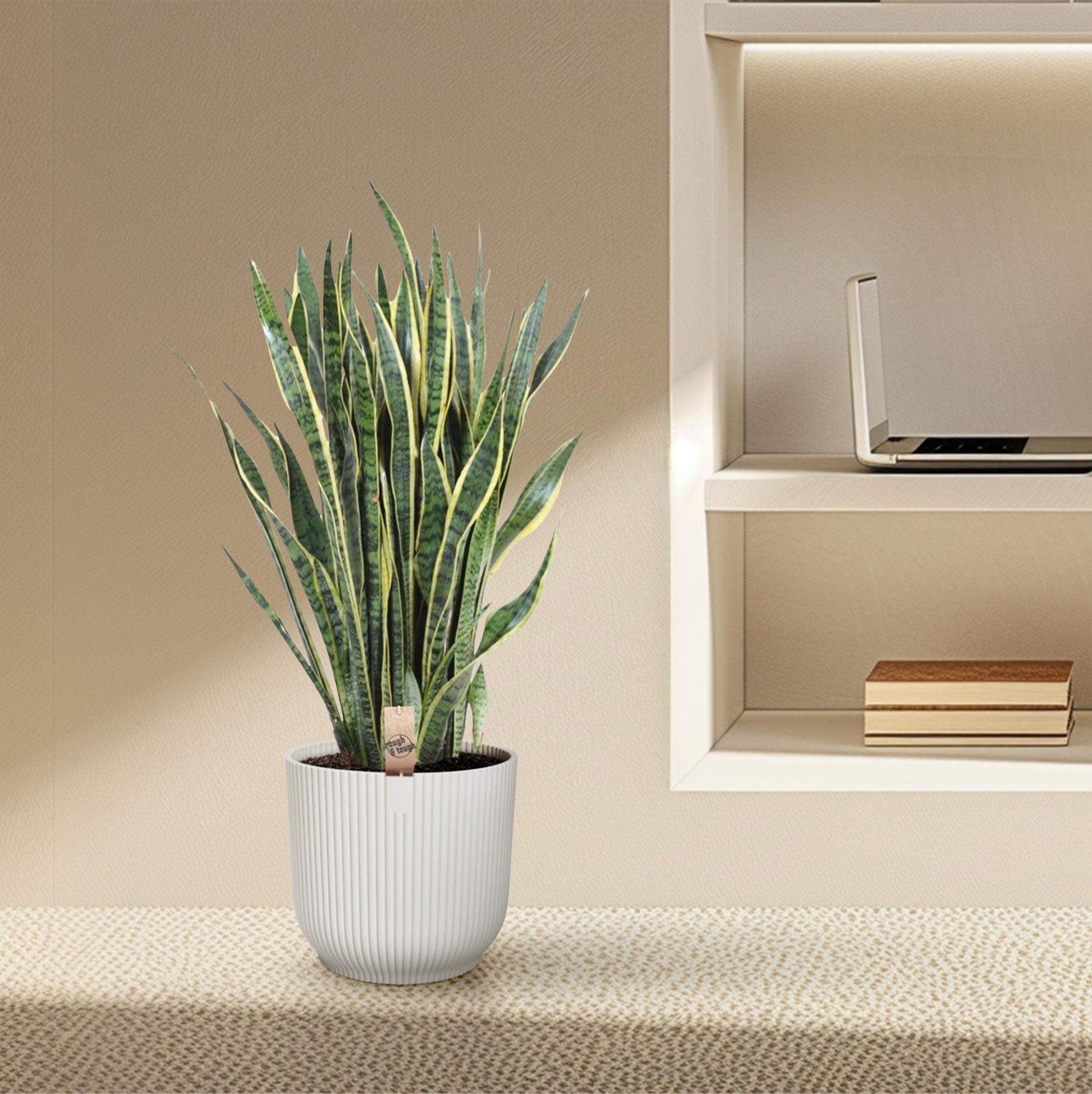 Sansevieria Laurentii - 100 cm - Forest Plants