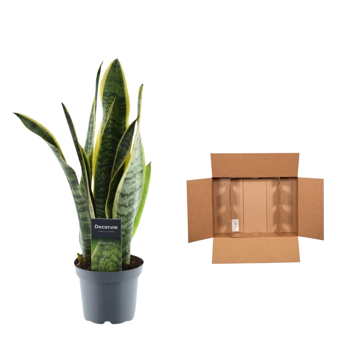 Sansevieria Laurentii - 45 cm