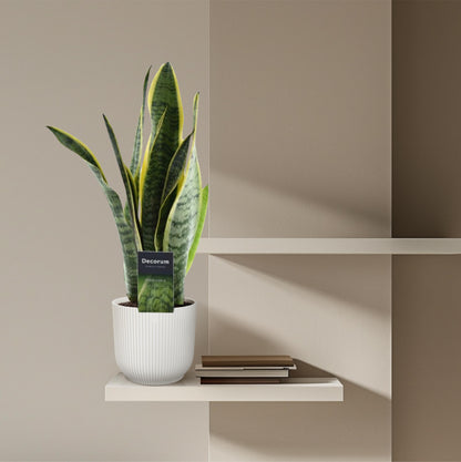 Sansevieria Laurentii - 45 cm
