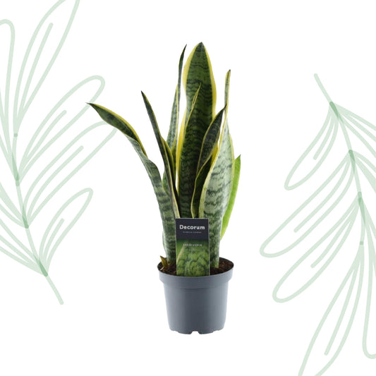 Sansevieria_Laurentii_45_cm_Forest_Plants