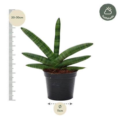 Sansevieria Skyline - 25 cm