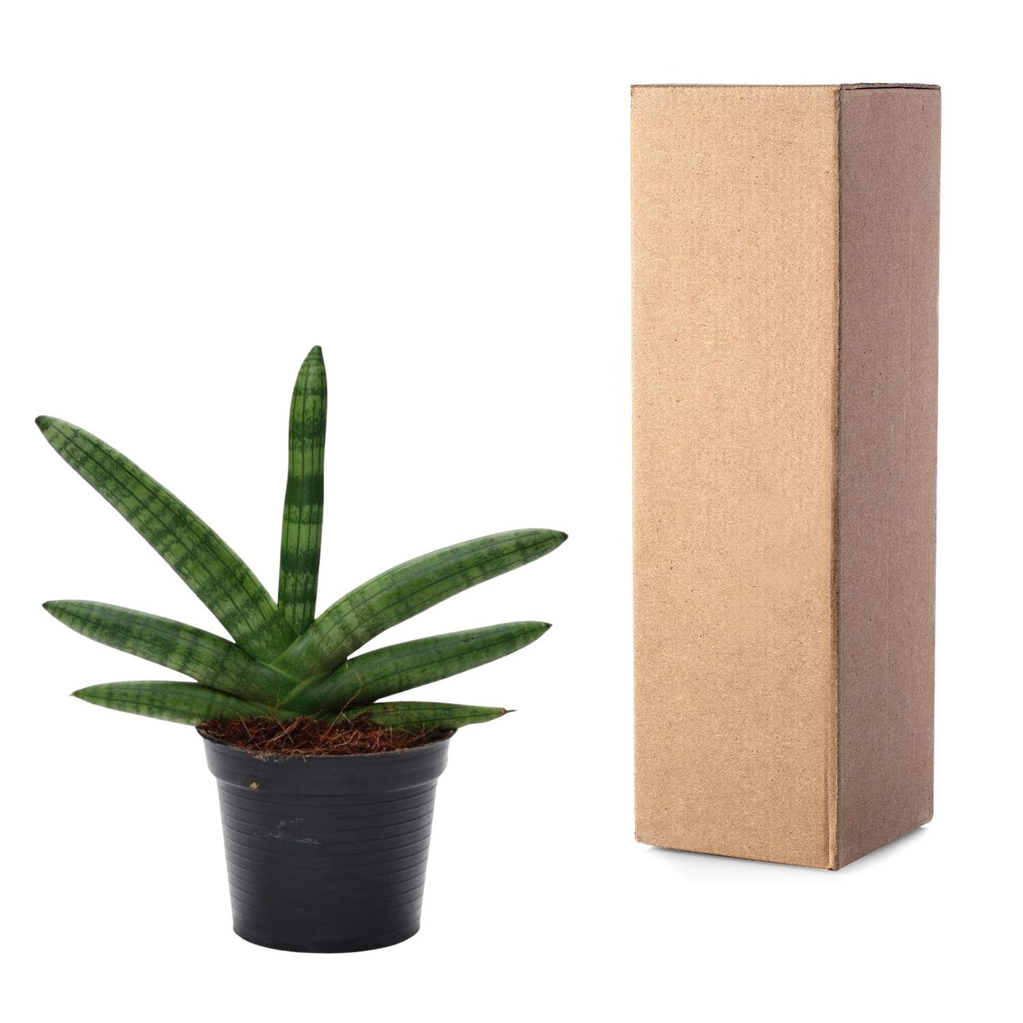 Sansevieria Skyline - 25 cm