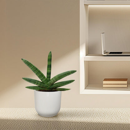 Sansevieria Skyline - 25 cm